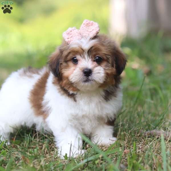 Flora, Shih-Poo Puppy